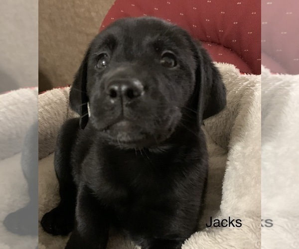 Medium Photo #5 Labrador Retriever Puppy For Sale in SPOTSYLVANIA, VA, USA