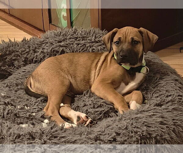 Medium Photo #3 Mastiff-Unknown Mix Puppy For Sale in Duluth, MN, USA