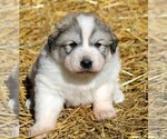 Small #1 Great Pyrenees