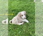 Puppy 2 Aussiedoodle