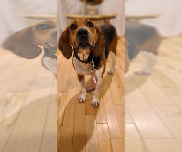 Medium Photo #4 Mutt Puppy For Sale in Shelburne, VT, USA