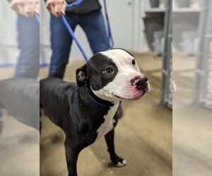 American Pit Bull Terrier-Unknown Mix Dogs for adoption in Crystal, MN, USA