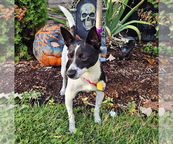 Medium Photo #2 Rat Terrier-Unknown Mix Puppy For Sale in Atlanta, GA, USA