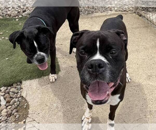 Medium Photo #4 Boxer Puppy For Sale in Evansville, IN, USA