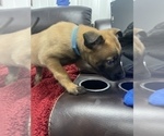 Small Photo #122 Belgian Malinois Puppy For Sale in REESEVILLE, WI, USA