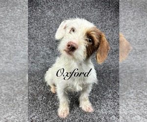 Dachshund-Unknown Mix Dogs for adoption in Grafton, WI, USA