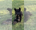 Small Photo #3 German Shepherd Dog Puppy For Sale in DECATUR, TX, USA