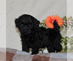 Poodle (Toy)-YorkiePoo Mix Puppy for sale in GAP, PA, USA