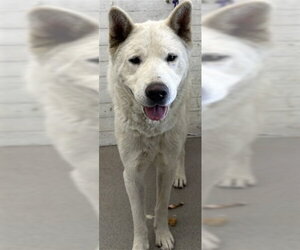 Chow Chow-German Shepherd Dog Mix Dogs for adoption in San Bernardino, CA, USA