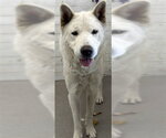 Small Chow Chow-German Shepherd Dog Mix