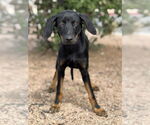 Small Doberman Pinscher-Labrador Retriever Mix