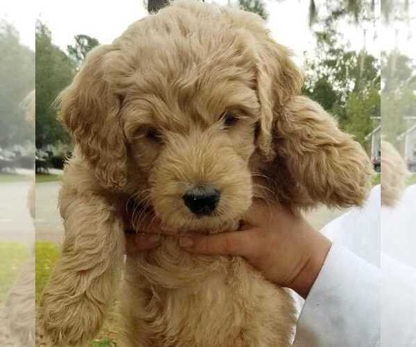 Medium Photo #1 Goldendoodle Puppy For Sale in CHARLESTON, SC, USA
