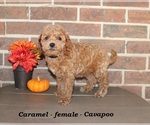 Image preview for Ad Listing. Nickname: Caramel