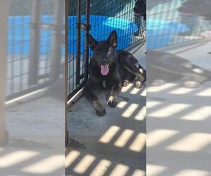 German Shepherd Dog-Unknown Mix Dogs for adoption in Oakdale, CA, USA