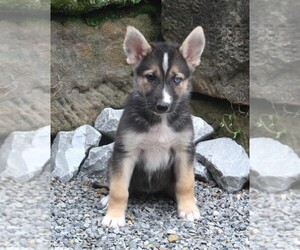 German Shepherd Dog-Siberian Husky Mix Puppy for sale in FREDERICKSBURG, OH, USA