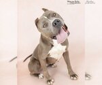Small American Staffordshire Terrier Mix