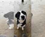 Small Mutt