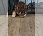 Small #2 Pomsky
