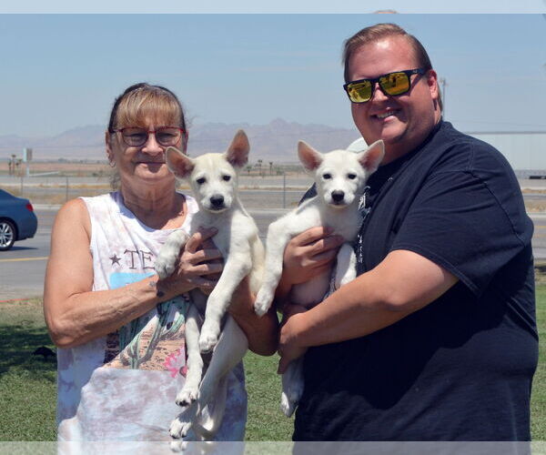 Medium Photo #5 - Mix Puppy For Sale in Phoenix, AZ, USA