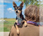 Small #4 Italian Greyhound-Miniature Pinscher Mix