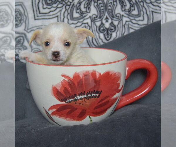 Medium Photo #4 Chiweenie Puppy For Sale in Huntley, IL, USA