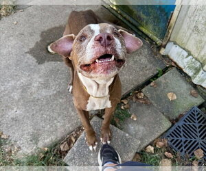 Pointer-Unknown Mix Dogs for adoption in Houston, TX, USA