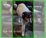 Small Photo #5 Collie Puppy For Sale in KINROSS, IA, USA