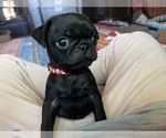 Puppy Jackson Pug