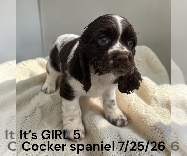 Medium Photo #9 Cocker Spaniel Puppy For Sale in MONTPELIER, OH, USA