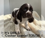 Small #8 Cocker Spaniel