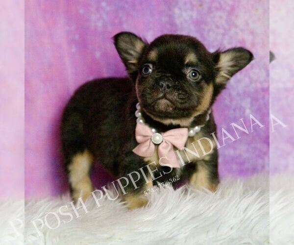 Medium Photo #5 French Bulldog Puppy For Sale in WARSAW, IN, USA