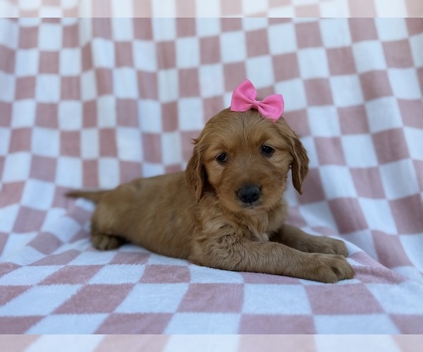 Medium Photo #7 Golden Retriever Puppy For Sale in LAKELAND, FL, USA
