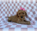 Small #6 Golden Retriever