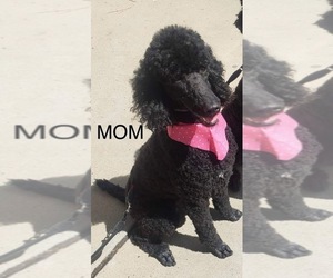 Mother of the Labradoodle puppies born on 09/06/2025