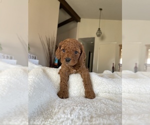 Cavapoo Puppy for Sale in ORCUTT, California USA
