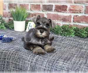 Schnauzer (Miniature) Puppy for sale in SYRACUSE, IN, USA