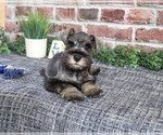 Small Photo #1 Schnauzer (Miniature) Puppy For Sale in SYRACUSE, IN, USA