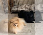 Small #6 Pomeranian