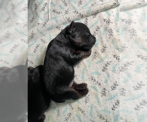 YorkiePoo Puppy for sale in FENTON, MI, USA