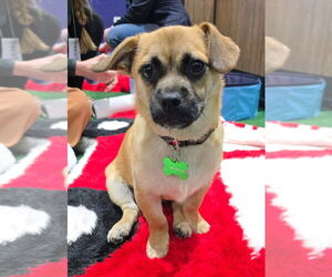Pug-A-Poo Dogs for adoption in W Hollywood, CA, USA