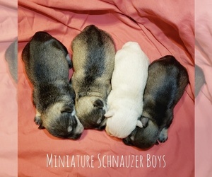 Schnauzer (Miniature) Puppy for sale in CEDAR GAP, MO, USA