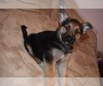 Small Photo #1 Alaskan Malamute-German Shepherd Dog Mix Puppy For Sale in WHITE CITY, OR, USA
