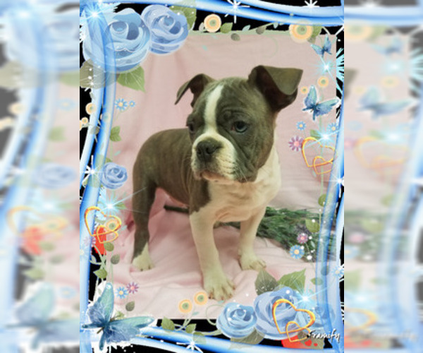 Medium Photo #1 Boston Terrier Puppy For Sale in DUNDEE, OH, USA