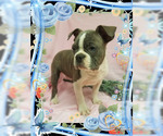 Small Photo #1 Boston Terrier Puppy For Sale in DUNDEE, OH, USA