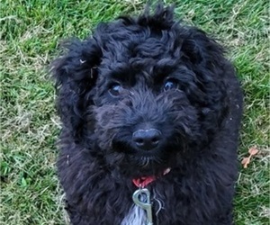 Cockapoo Puppy for Sale in SILVERTON, Oregon USA