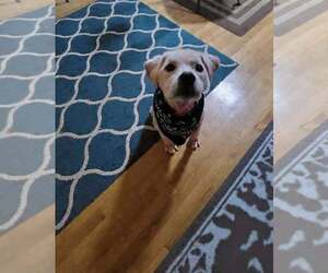 Rye (SC) - Male Mutt Dog for Adoption - Photo #12