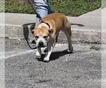 Small American Staffordshire Terrier Mix