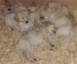 Small Photo #14 Golden Retriever Puppy For Sale in CITRUS HEIGHTS, CA, USA