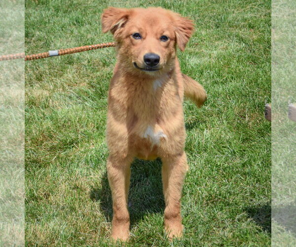 Medium Photo #5 Anatolian Shepherd-Golden Retriever Mix Puppy For Sale in Huntley, IL, USA