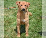 Small #4 Anatolian Shepherd-Golden Retriever Mix